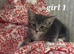 beautiful kittens available