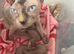 Beautiful Pedigree Sphynx Kittens – Looking for Their Forever Homes