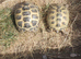 Adult Horsfield tortoises