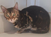 Tica Bengal Chocolate Marbled April speyed female