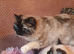 Very Beautiful GCCF Registered Ragdoll Kittens.