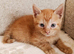 Gorgeous Ginger Male Kitten Ready Now