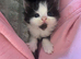 Beautiful British shorthair cross kitten