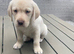 Outstanding Labrador kennel club registered puppies for sale.