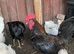 Chickens and one cockroll