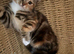 Two female kittens ready to go