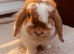 Mini lop doe