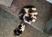 2 Black & White Maine Coon Mix Kittens