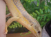Berber skink