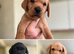 5 Labrador pups red yellow black