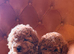 Toy poodle males