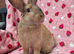 Silly tame 11wk female Ginger harli plush mini lop