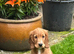 2 cocker spaniel puppies