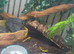 5 fire salamanders