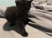 LAST female LEFT BRITISH SHORTHAIR
