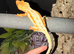 crested gecko