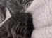 Female kittens
