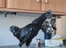 Ayam Cemani Cockerel for sale