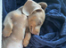 Kc registered miniature dashound