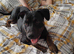 Staffy bull terr