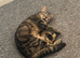 Three year old female