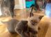 4 left beautifull kittens. Readynow :) looking forever homes