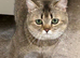 Straight Scottish fold