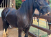 2.yr old cob filly