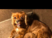 Gorgeous fox red cavapoo puppies