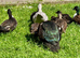 Pairs of tame hacked call ducks