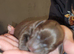 pups for sale
