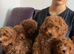 Toy solid red F1B Cavapoos- Stunning by Asian toy dad