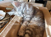 TICA Registered Maine Coon Kittens