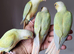 Handreared Mutation Silly Tame Mooncheek and Blue Conure babies