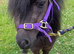 Beautiful Black Mini Shetland Mare Perfect Companion