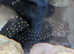 L240 vampire pleco