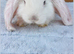 Beautiul French Lops