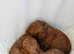Small toy poodle puppies