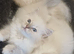 Beautiful Ragdoll kittens looking For the best homes