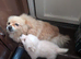 Beautiful pomchi boy puppy