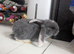 5 French lops
