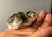 Young guinea fowl