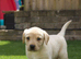 KC registered black Labrador puppies