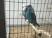 Budgies