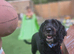 Male cockapoo