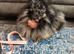 Tri Merle Pomeranian