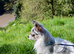 Long haired Merle & White Chihuahua FOR STUD