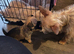 Chorkie x jorkie