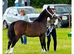 Top class Welsh sec c