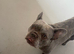 Male French bulldog
